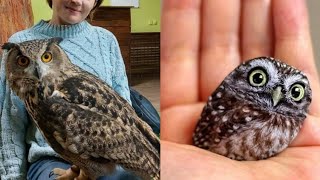 OWL BIRDS🦉 A Funny Owls And Cute Owls Videos Compilation 2021 007  Funny Pets Life [upl. by Ratha618]