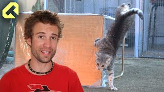 How to stop cats going on your car  The best cat video ever [upl. by Pardew961]