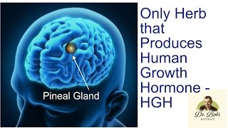 Most Beneficial Herb Known Produces HGH [upl. by Hutchinson]