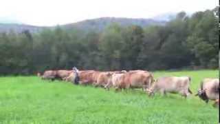 Jerseys grazing at Butterworks Farm Westfield VT [upl. by Raddie415]