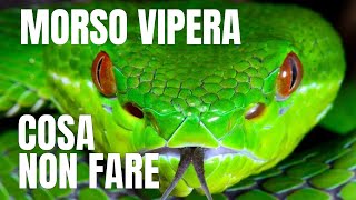 Morso di Vipera cosa fare e non fare  MTBT [upl. by Kirch]