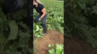 UNE AGRICULTRICE NOUS PARTAGE SON METIER EN VIDEO  agricultrice machinesagricoles farming [upl. by Andi]