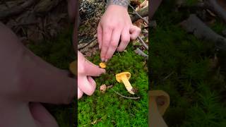 Echter Pfifferling 🍴 Cantharellus Cibarius funghi pilze wald natur outdoor pfifferlinge [upl. by Annette547]