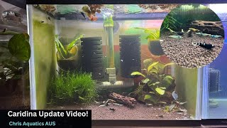 Caridina Shrimp 2 Month Update [upl. by Brod528]