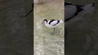 Pied avocet Säbelschnäbler Bird 🐦 [upl. by Ytineres]