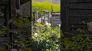 Young Sparrow Hawk in residential back gardens [upl. by Malamud]