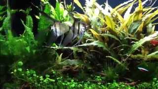 Cryptocoryne Forest [upl. by Yrrag]