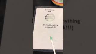 Lactase Enzyme Lactaid Dairy Relief Lab Part 2 [upl. by Edasalof]