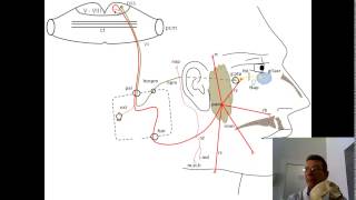 Лицевой нерв анимационная схема [upl. by Adlar198]