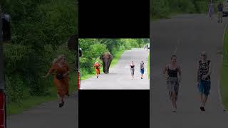 quotWild elephants are driving people mad on highwaysquot [upl. by Jacki]