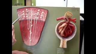 Renal Blood Flow 2 [upl. by Darsie]