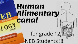 HUMAN ALIMENTARY CANAL Digestive System Explained for Grade 12 NEB STUDENTS [upl. by Lemal]