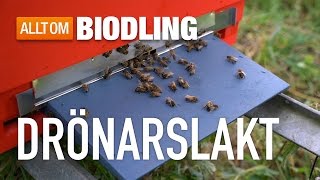 Drönarslakt  Bisamhället  Biodling [upl. by Riamo481]