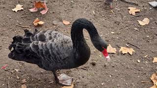 Black Swan Cygnus Atratus [upl. by Ynohta999]