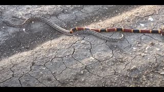 Coral Snake Vs Not Milk Snake probably Prairie King Snake South Texas [upl. by Anailuig214]