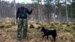 Bandhund  Norsk Elghund Sort  Trening  Syn 15042018 [upl. by Burkhart]