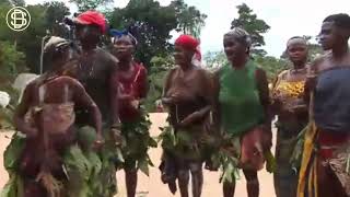 Unveiling Congo Pygmies dancing learn more pygmies tribes congopygmies [upl. by Lucian725]