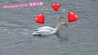 Whooper Swan Courtship 黃嘴天鵝求偶 [upl. by Esile714]