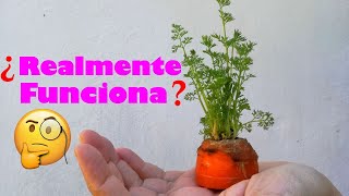 Cómo sembrar ZANAHORIAS sin Semillas  Experimento Rebrote [upl. by Odarnoc956]