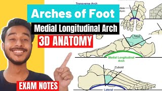 Arches Of Foot Anatomy 3D  Medial Longitudinal Arch Anatomy  lateral longitudinal arch of foot [upl. by Ansev]