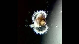 Veliger larva of a gastropod mollusk [upl. by Schaab]