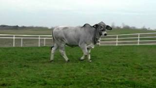 The Brahman Journal  AJBA Foundation Heifer  Donated By Dyess Farms  ABBA International Sale [upl. by Aivad]