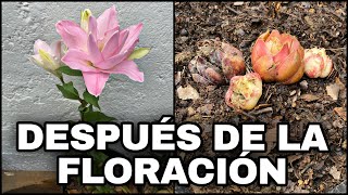 Que Hacer DESPUES De La FLORACIÓN De AZUCENAS O LILIUM Lirios [upl. by Ybba]