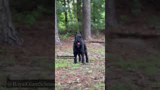 The childfriendly nature of Giant Schnauzers giantschnauzer giantpuppy shorts [upl. by Nosduj]