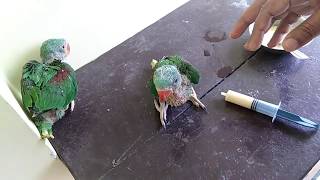 Baby Parrot Feeding with Syringe Tote Ke Bachche Ko Syringe se Kese feed karaye in Hindi  Urdu [upl. by Eednus]