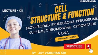 MICROBODIES SPHEROSOME PEROXISOME NUCLEUS CHROMOSOME CHROMATIDS DNA  hungermind [upl. by Laundes]