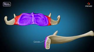 Hyoid bone osteology  Gross anatomy  Attachments  Movements  Clinical significance  USMLE [upl. by Akemat169]