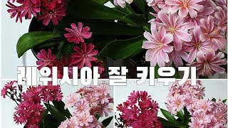 너무 예뻐서 충동구매를 유발시키는 레위시아 분갈이와 잘 키우기 Growing Lewisia flowers well [upl. by Gherlein]