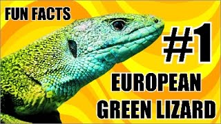 Reptile fun facts 1 EUROPEAN GREEN LIZARD Lacerta viridis [upl. by Etteniuq]