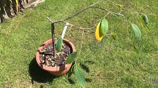 Annona Atemoya x Geffner my only surviving grafted Annona very sickly but still alive [upl. by Canning]