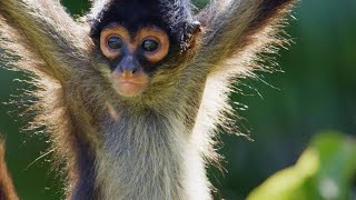 Why Spider Monkeys Only Have Four Fingers [upl. by Josefa]