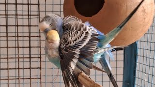 Budgies mating birdsmating 👍 [upl. by Dudden196]