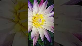 flowers nature shortsfeed music waterlilly purplejoy musicgenre mygreengarden love home [upl. by Shelton]