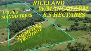 RICELAND WMANGOFARM IN PANGASINAN AERIAL VIEW 85HAS [upl. by English]