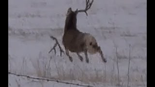 Mule deer buck with droptine shedding antlers on film a must see [upl. by Nanor24]