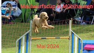 Agility Maulwurfscup im Mai 2024 [upl. by Pleione35]