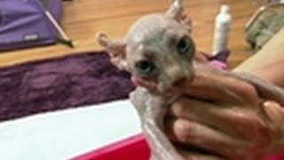 First Bath for Sphynx Kittens  Too Cute [upl. by Artcele793]