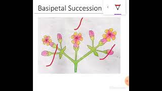 Basipetal Succession [upl. by Deach]