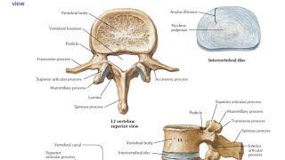 Lumbar vertebrae in Hindi [upl. by Oiramd290]