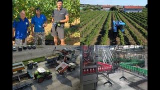 Dalle vigne alla logistica come nasce il Tavernello il vino più consumato del Belpaese [upl. by Yoral]