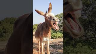 Why do Donkeys Make a Laughing Sound 🦓 Do Donkeys Laugh [upl. by Drewett]