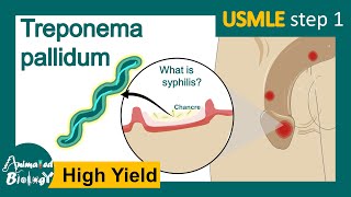 Treponema Pallidum  syphilis  Pathogenesis mechanism and treatment for Treponema  USMLE Step 1 [upl. by Amando]