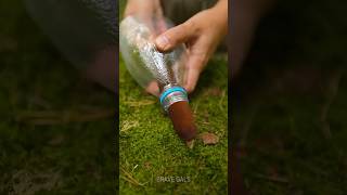 Cattail  plastic bottle free effective DIY water filter 💦 camping hack [upl. by Einnaoj]