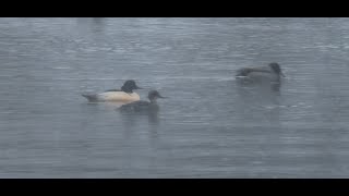 Szlachar vs NurogęśGoosander vs Redbrested Merganser [upl. by Ayotal]