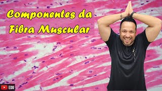 Componentes da Fibra Muscular  Nomenclatura das Estruturas  Tecido Muscular  Histologia Animal [upl. by Nadeen]