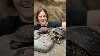 The Difference Between Turtles and Tortoises🤯 [upl. by Keisling]